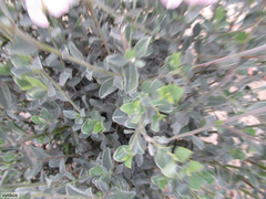 Podalyria leipoldtii