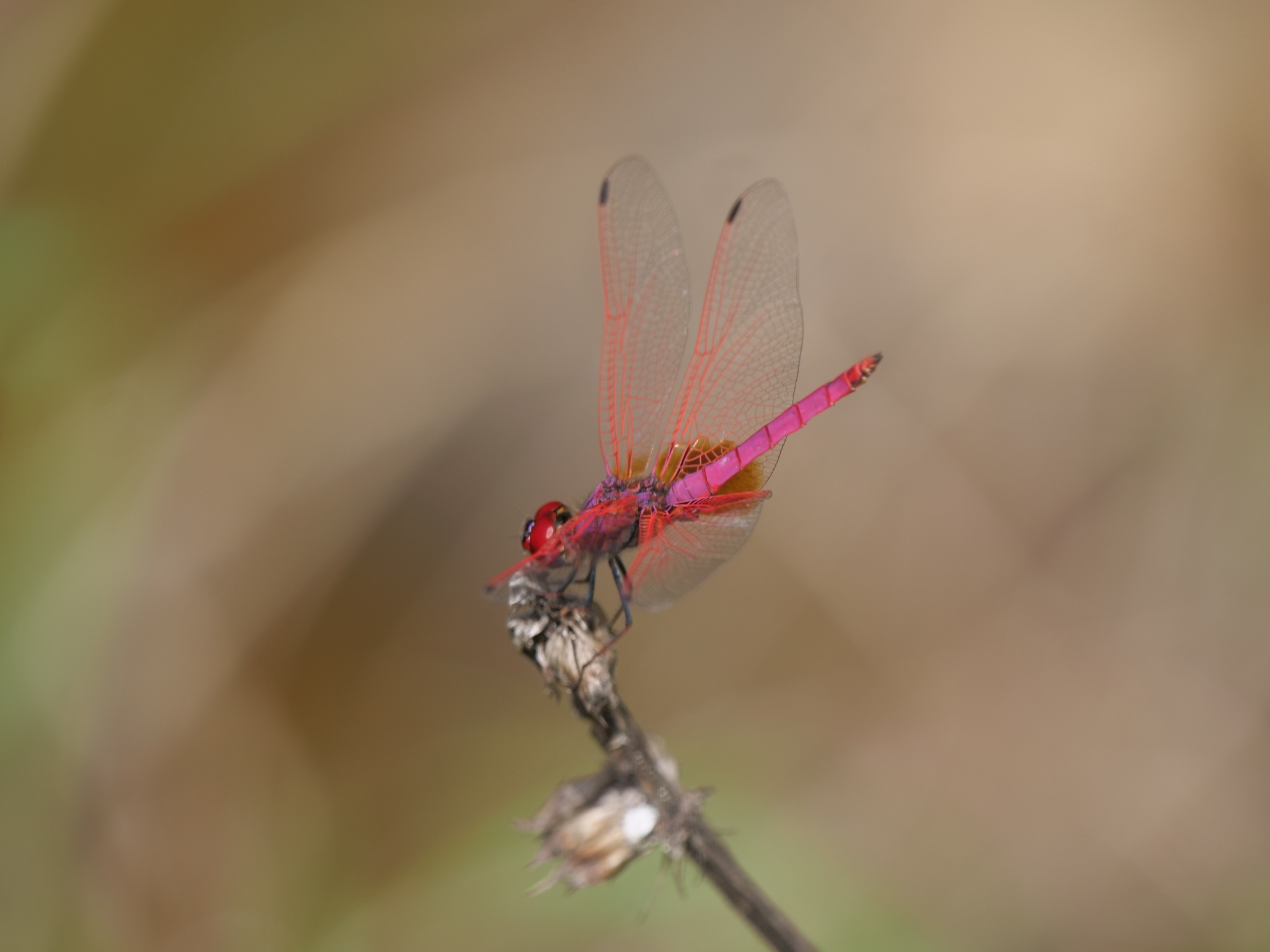 Crimson Marsh Glider