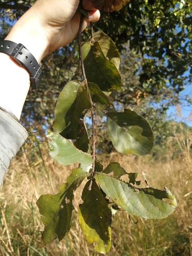 Largefruit Bushwillow