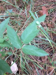 Bignonia capreolata