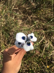 Moraea aristata