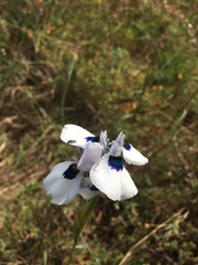 Moraea aristata