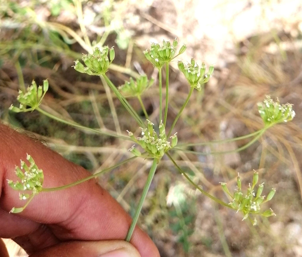 Bunium fontanesii
