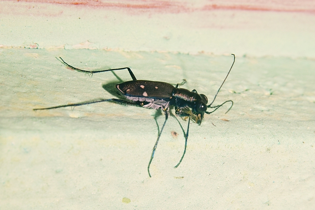 Cylindera decempunctata