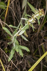 Gamochaeta simplicicaulis