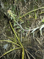 Gamochaeta simplicicaulis