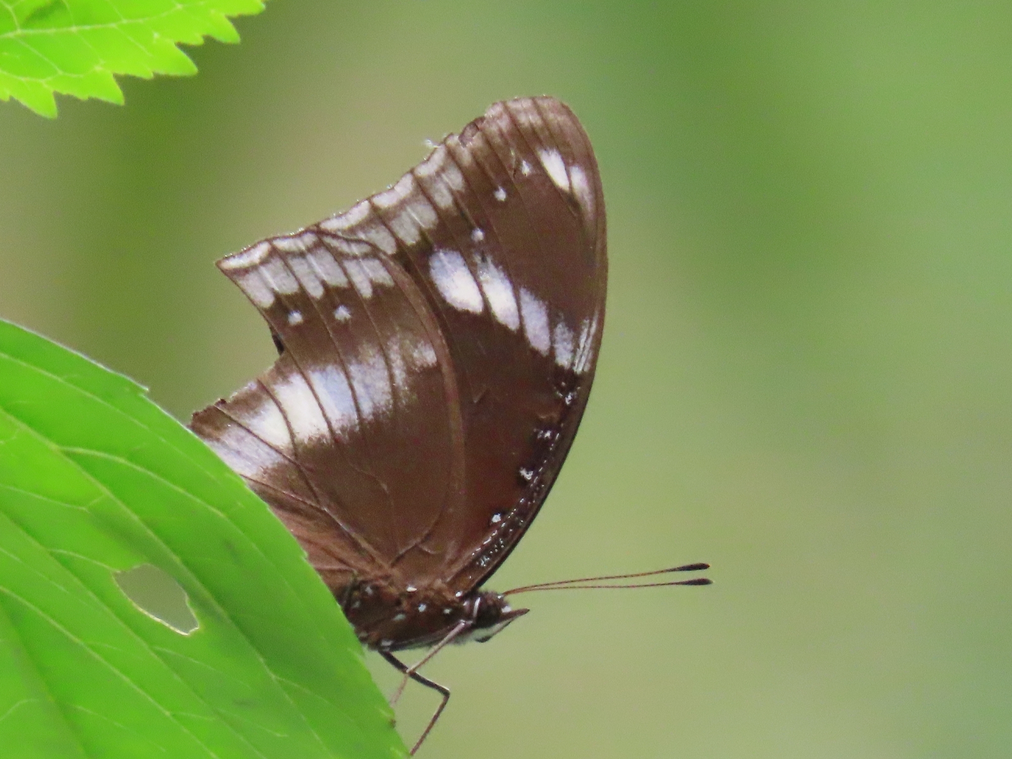Great Eggfly
