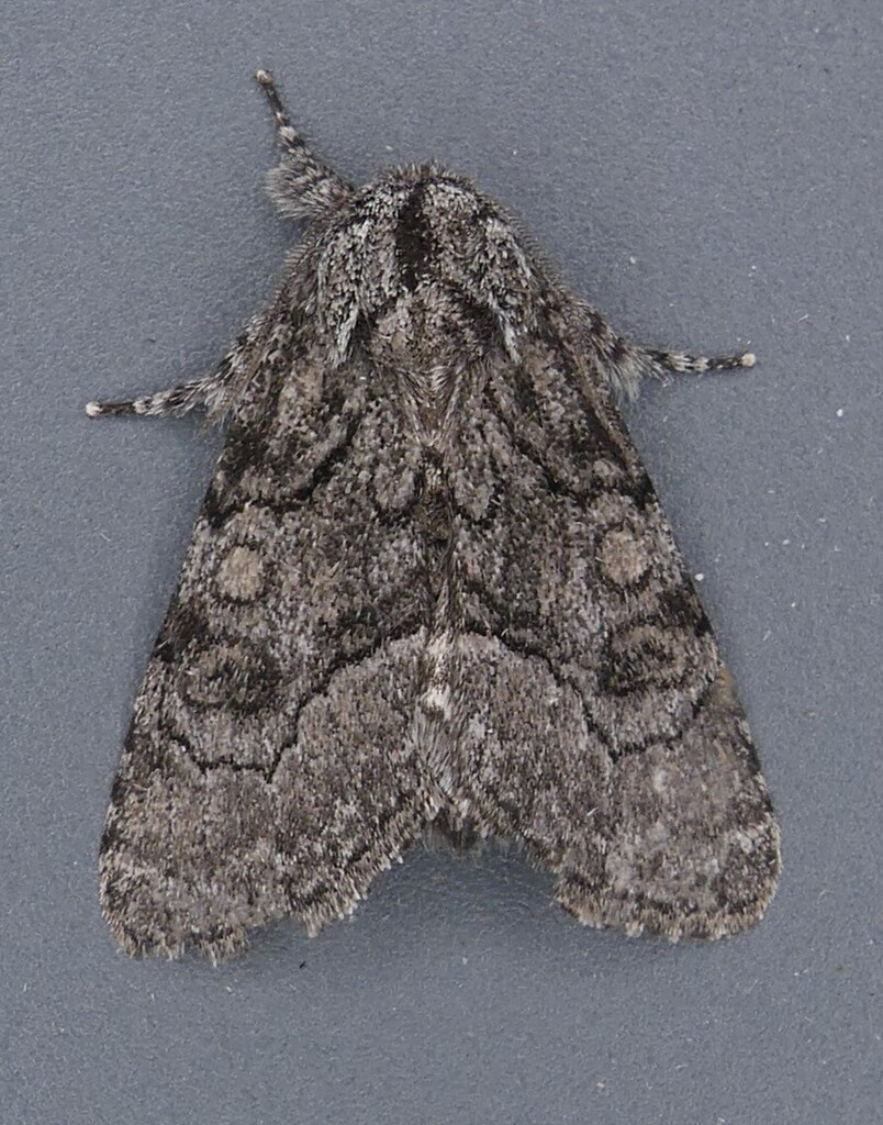 Brother Moth from Charlesbourg (balcon), Quartier 4-2, Québec, QC ...