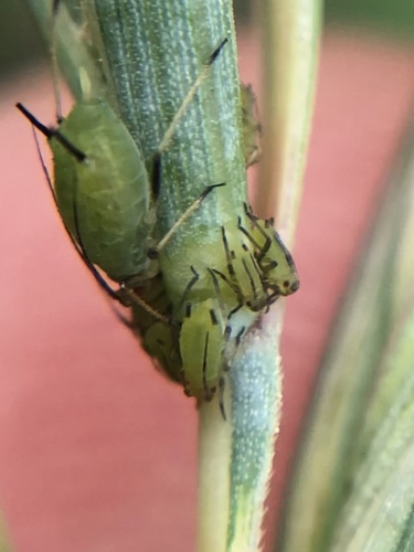 English Grain Aphid photo 2