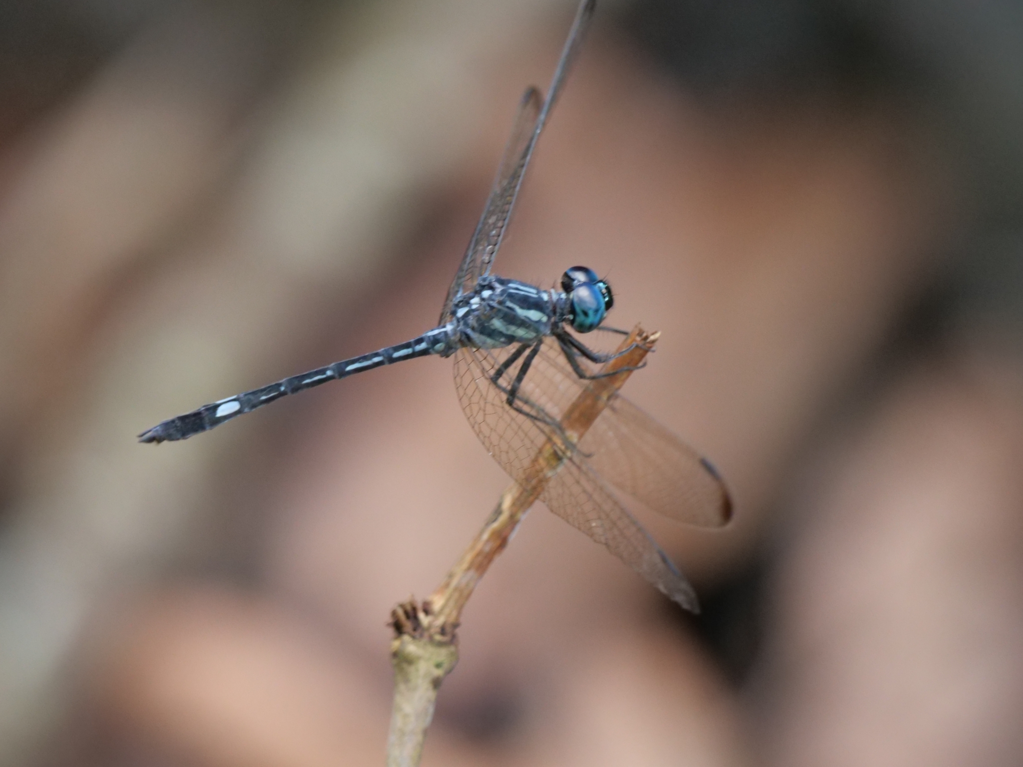 Blue Hawklet