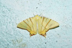 Ourapteryx sciticaudaria