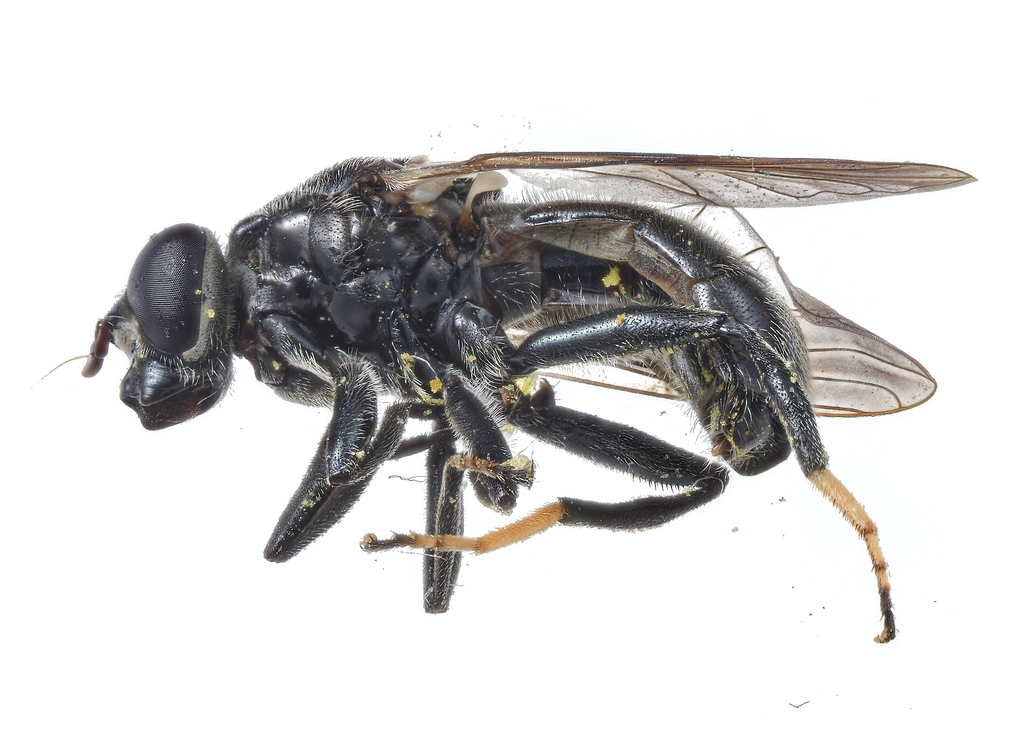 Black Pegleg