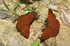 Pseudergolis wedah