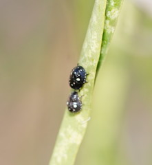 Pseudapines geminata