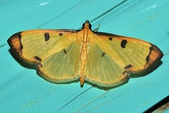 Uncobotyodes patulalis