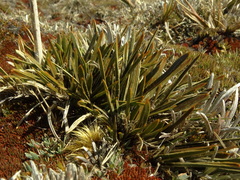Aciphylla cartilaginea
