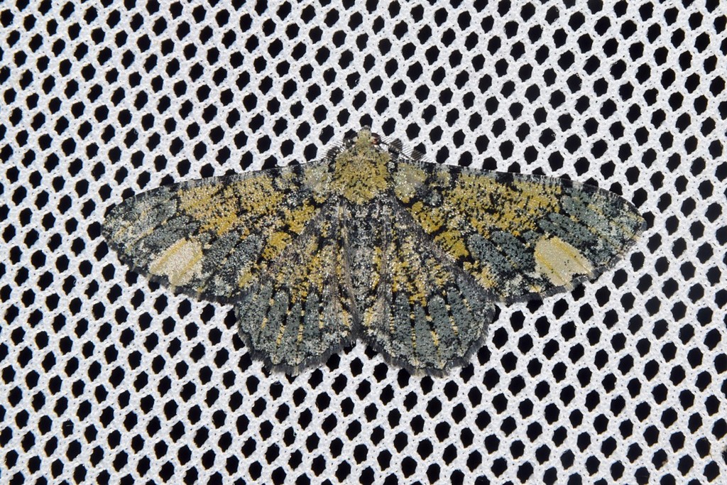 Parapercnia xanthypochlora