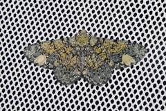 Ophthalmitis xanthypochlora