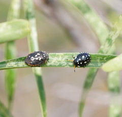 Pseudapines geminata