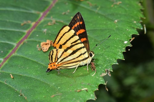 Striped Punch