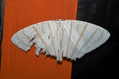 Urapteroides astheniata