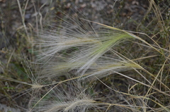 Hordeum jubatum