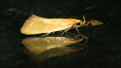 Telocharacta hemicroca