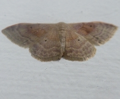 Idaea rubraria