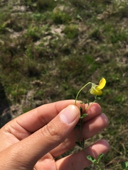 Crotalaria excisa