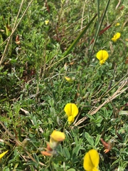 Crotalaria excisa