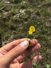 Crotalaria excisa