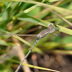 Austrolestes aridus