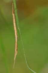 Didymocorypha lanceolata