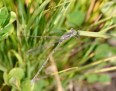 Austrolestes aridus