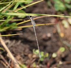 Austrolestes aridus