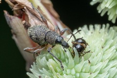 Metapocyrtus adspersus