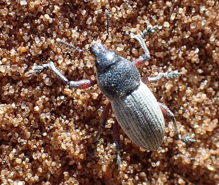 Leptostethus sublineatus