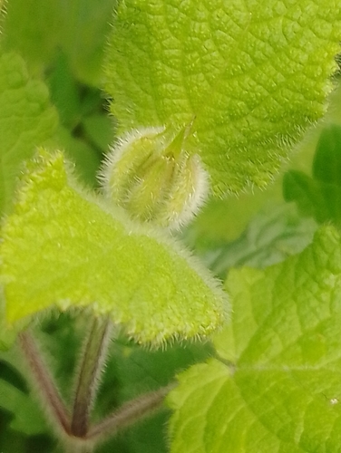 Ametrodiplosis crassinerva
