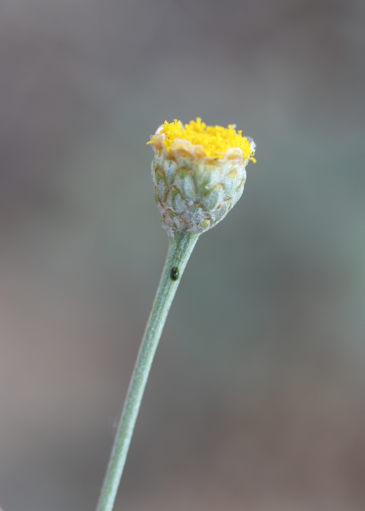 Tanacetum ulutavicum