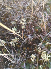 Xanthoparmelia semiviridis