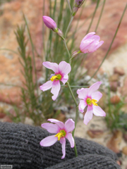 Ixia scillaris scillaris