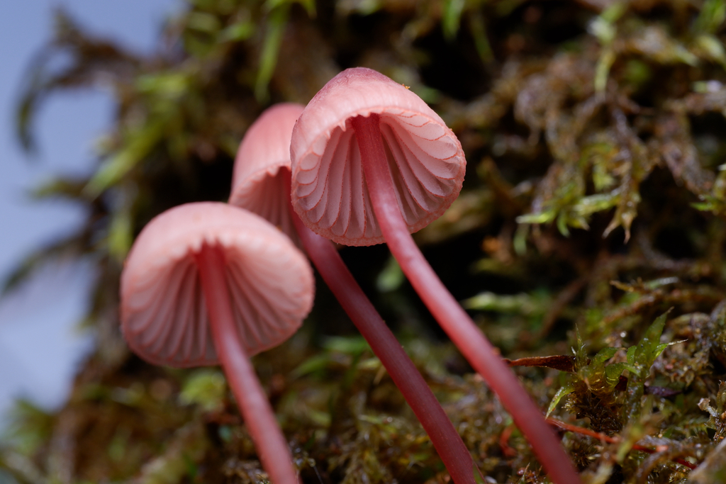Mycena kuurkacea · June 2025 · photo: © celadonfern (iNaturalist, cc-by)