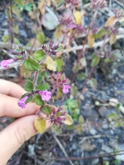 Clinopodium vulgare