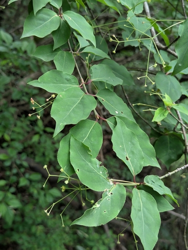Euonymus oxyphyllus iNat (3)