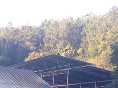 Corvus macrorhynchos