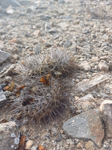 Copiapoa megarhiza