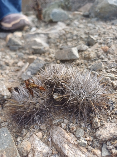 Copiapoa megarhiza