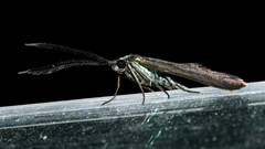 Pollanisus lithopastus