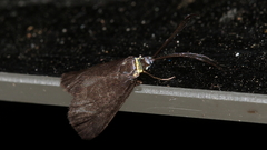 Pollanisus lithopastus