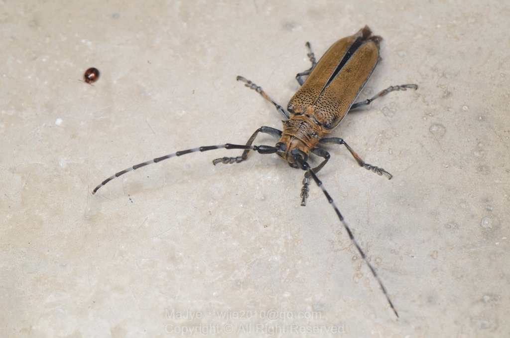 Apriona rugicollis from 中国广东省肇庆市鼎湖区 on June 1, 2025 at 10:50 PM by ...